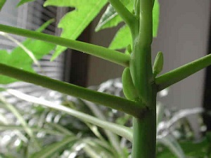 This is another look at the newly developing papaya flower buds.