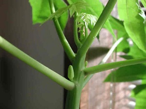 There are almost always new flower buds developing on the papaya tree.