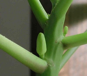 This is a closer look at the newly developing flower buds.