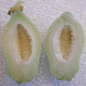 This is a closer look at the undeveloped papaya fruit.