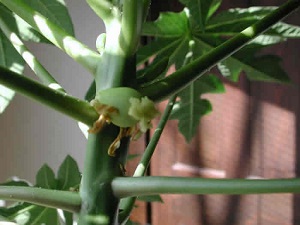 The papaya tree continued to grow taller and produce more leaves and flowers.