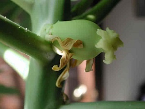 This is a close up look at the remains of the papaya flower at the end of the swollen ovary.