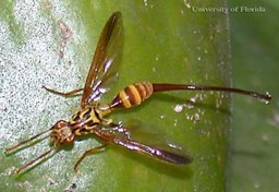 Adult female papaya fruit fly, Toxotrypana curvicauda Gerstaecker.