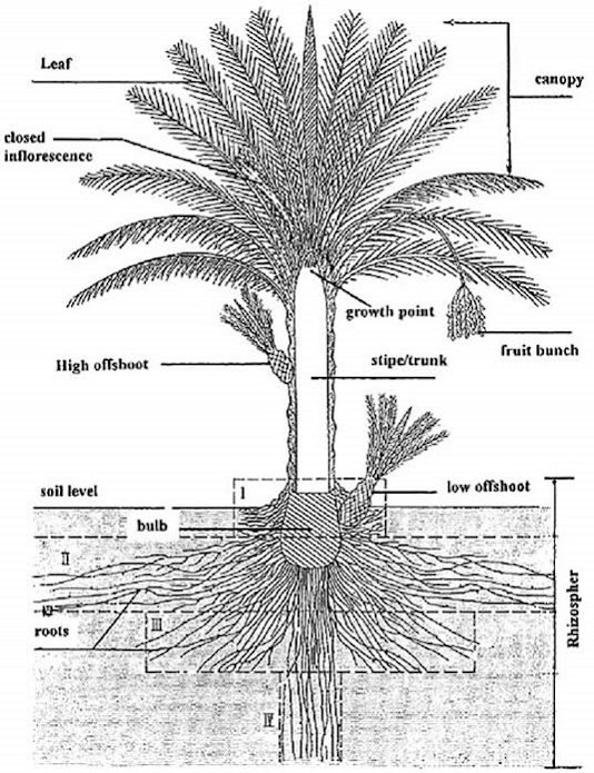 Diagrammatic construction of a date palm with its root system