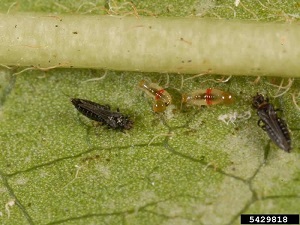 Adult and Larvae