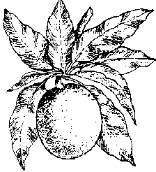 drawing of Sapodilla