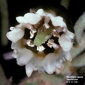 Sapodilla flower