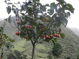 Tree tomatoes- a typical crop in the Andes in Ecuador