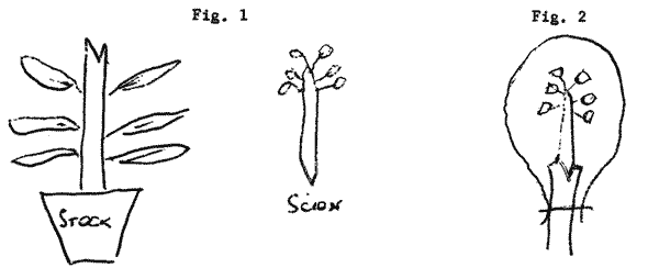 Sketches of stock and scion for wedge graft