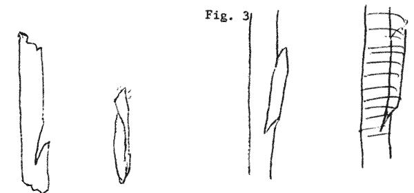 Sketches of stock and scion for side veneer graft