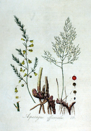 Asparagus officinalis L. subsp. officinalis