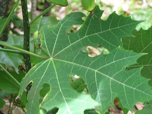 Leaf. Cnidoscolus aconitifolius (Spinach tree, chaya)