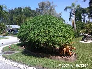 Natural rounded form of chaya shrub. Venice, Florida