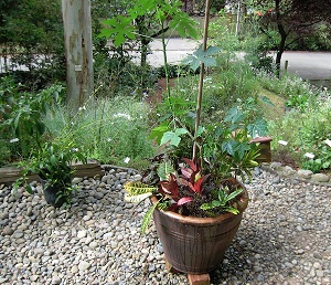 My Chaya plant in a pot with croton cultivars, August 2011
