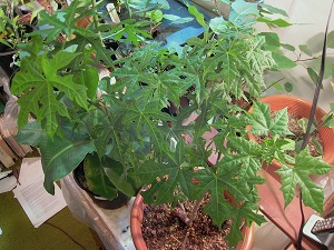 My Chaya plant indoors