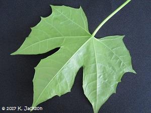 Chaya leaf underneath