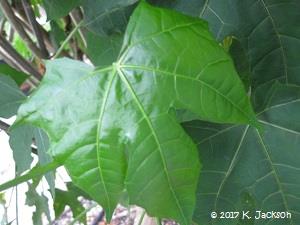 Immature Chaya leaf