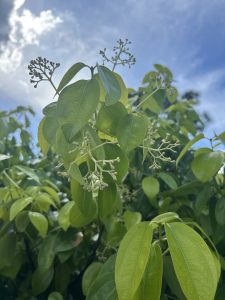 Cinnamomun verum flowers
