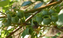 Southern Highbush Blueberry Vaccinium formosum, Screven County, GA, USA