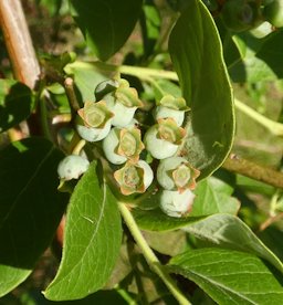 Southern Highbush Blueberry Vaccinium formosum, Screven County, GA, USA