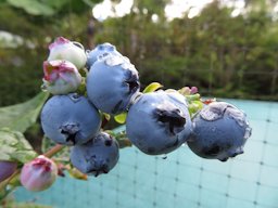 Vaccinium hybrid (Blueberry) Cv Jubilee fruit, Hawea Pl Olinda, Maui, Hawai'i