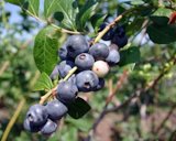 Springhigh Blueberry Bush “Southern Highbush”