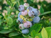 Tifblue Blueberry Bush “Rabbiteye”