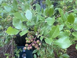 Southern Highbush Blueberry Vaccinium formosum, Manns Chapel Rd, Chapel Hill, NC, US