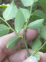 Southern Highbush Blueberry Vaccinium formosum, Manns Chapel Rd, Chapel Hill, NC, US