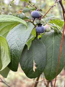 Southern Highbush Blueberry Vaccinium formosum, Red Bud Ln, Trenton, SC, US