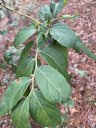 Southern Highbush Blueberry Vaccinium formosum, Red Bud Ln, Trenton, SC, US