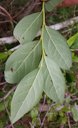 Southern Highbush Blueberry Vaccinium formosum, North Carolina, US