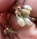 Southern Highbush Blueberry Vaccinium formosum, Stafford, VA, US