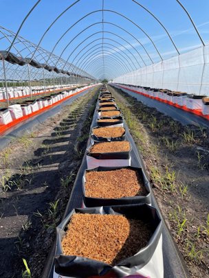 Grow bags filled with coconut coir are ready to be planted with southern highbush blueberries