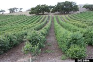 Blueberry (Genus Vaccinium) L. Open field blueberry production, California, Santa Barbara