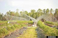 Equipment used to protect Southern High Bush Blueberries from frost damage