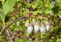 Southern Highbush Blueberry Vaccinium formosum, Baker, Baker, FL, US