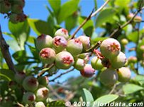 Unripe Rappiteye Blueberries