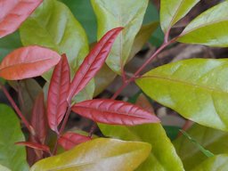 Longan Dimocarpus longan, Taiwan