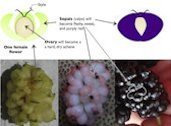Mulberry flowers becoming fruits