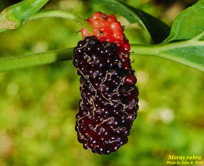 Mulberry, Morus