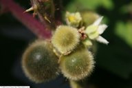 Solanum quitoense, United States Botanic Garden