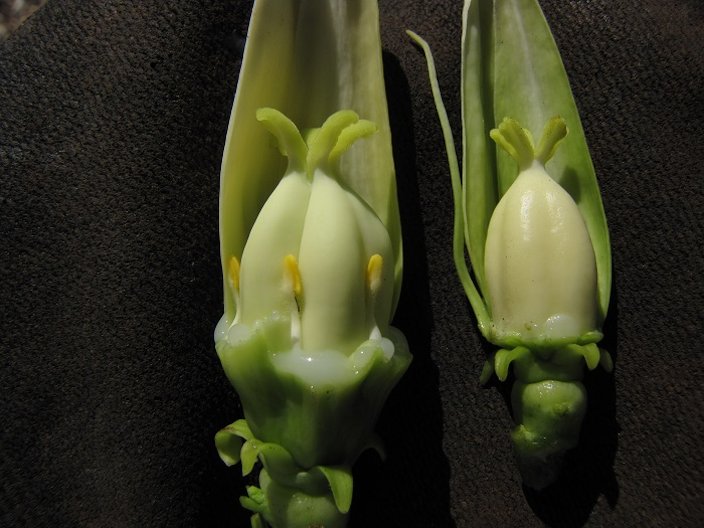 Difference Between Male And Female Flowers Of Papaya At Sara Huff Blog Difference Between Male And Female Flowers Of Papaya At Sara Huff Blog
