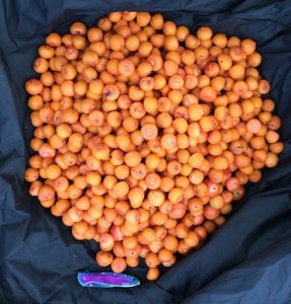 Credit: Green Deane, Eat The Weeds This Pindo Palm fruit will be used to make wine