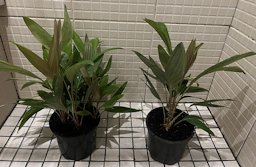 Salak Seedlings about 1 year old