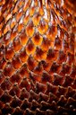 Salak (Salacca zalacca)