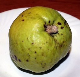 Casimiroa edulis, White sapote fruit