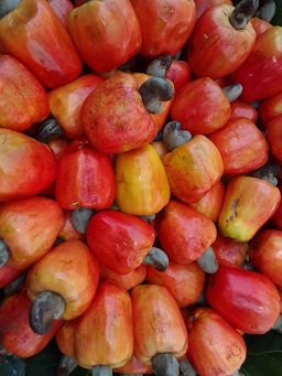 A. occidentale Fruto com pseudofruto (fruit and pseudofruit)