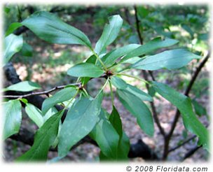 The Chickasaw plum leaves are narrower and more finely toothed than those of the wild plum (P. americana).