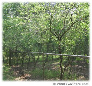 The owner of this clump of Chickasaw plums keeps the space mowed between selected tree trunks to form a neat grove.